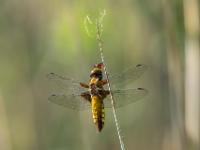 Plattbauch Libelle Weibchen